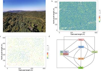 Effects of plant diversity and big-sized trees on ecosystem function in a tropical montane evergreen broad-leaved forest